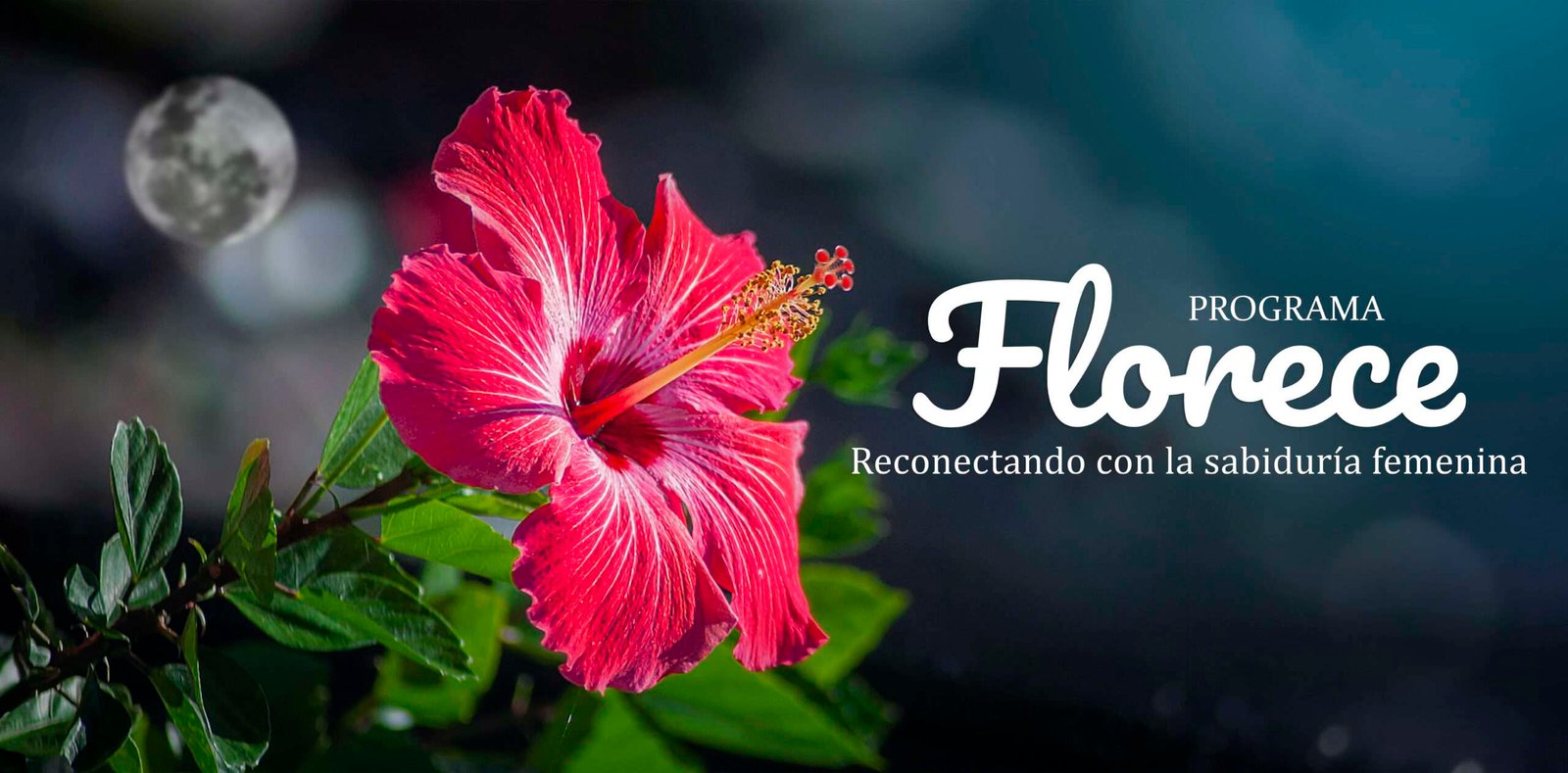 Florece| Fénix Instituto