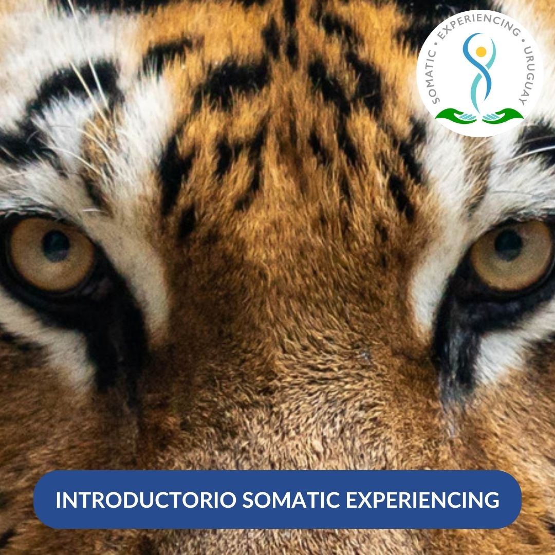 Introductorio a Somatic Experiencing
